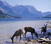 Wildlife in the Canadian Rockies 